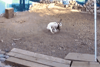 Chicken+breaks+up+a+fight+between+rabbits