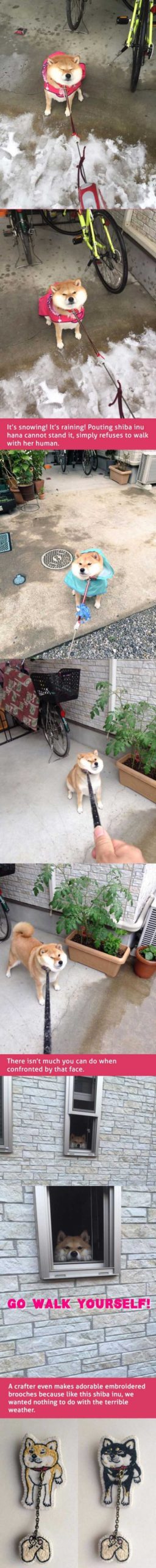 Pouting+Shiba+Inu+refuses+to+walk+in+rain+and+snow