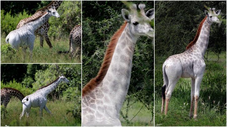 Rare+white+giraffe