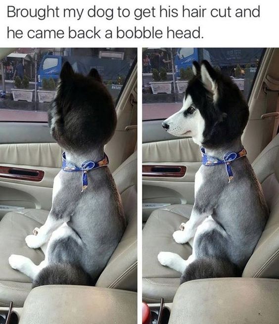 Brought+my+dog+to+get+his+hair+cut+and+he+came+back+a+bobble+head
