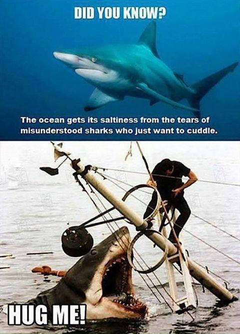 Sharks+just+want+to+be+loved
