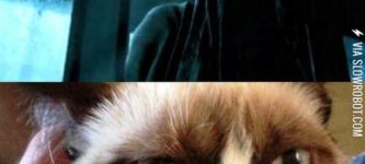 Grumpy+cat+meets+a+dementor.