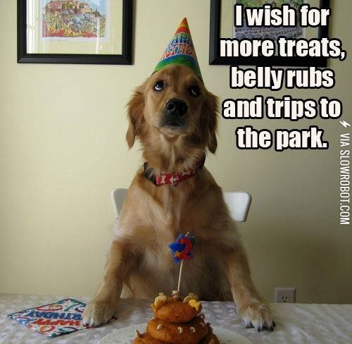 A+dog%26%238217%3Bs+life.