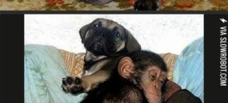 A+baby+chimp+adopted+by+a+dog.