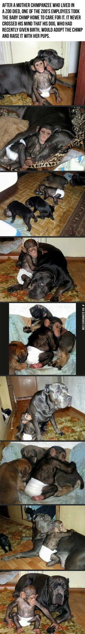 A+baby+chimp+adopted+by+a+dog.