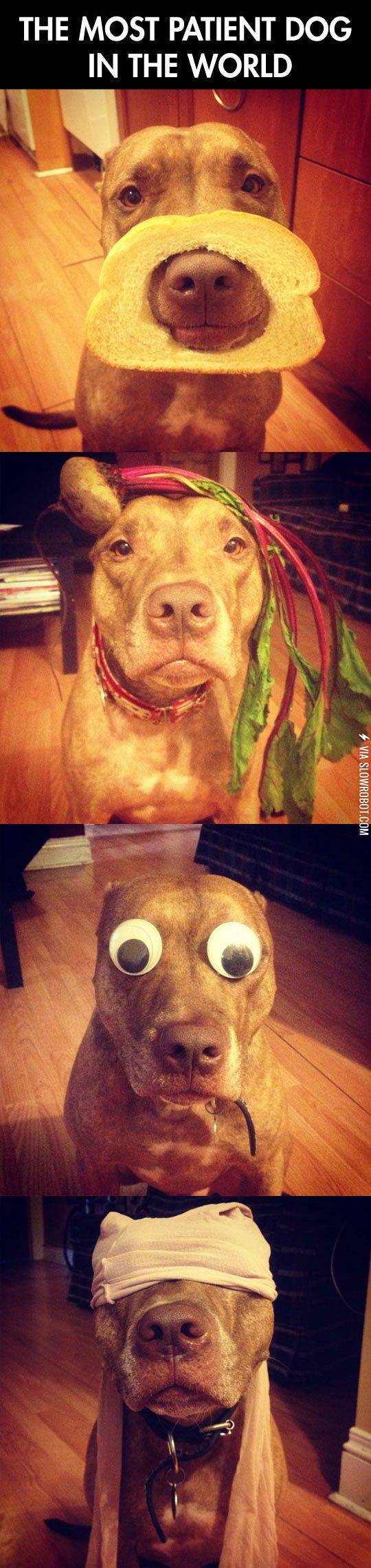 the+most+patient+dog+in+the+world