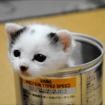 One+can+o%26%238217%3Bkitty%2C+please.