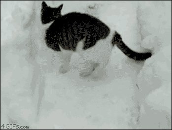 Snow+cat.