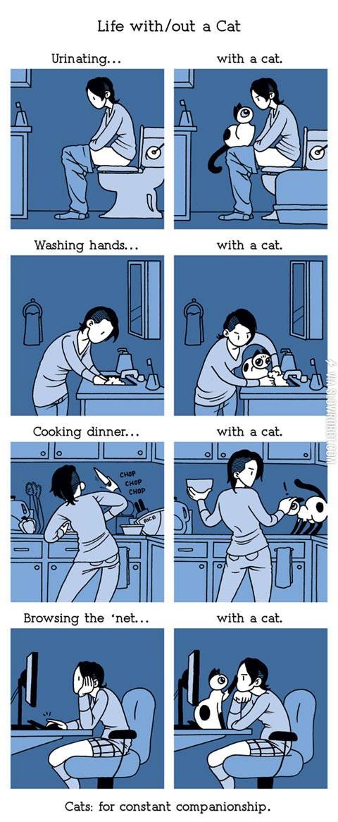 Life+with%2Fout+a+cat.