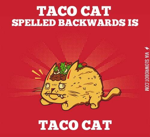 Taco+cat.