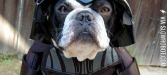 I+find+your+lack+of+doggy+treats+disturbing.