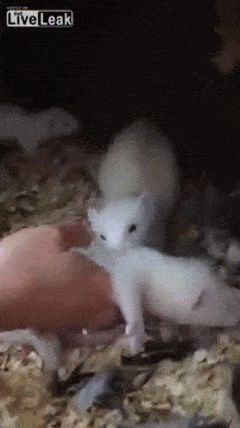 You+can+come+in+too+hooman