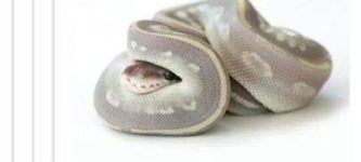 snek