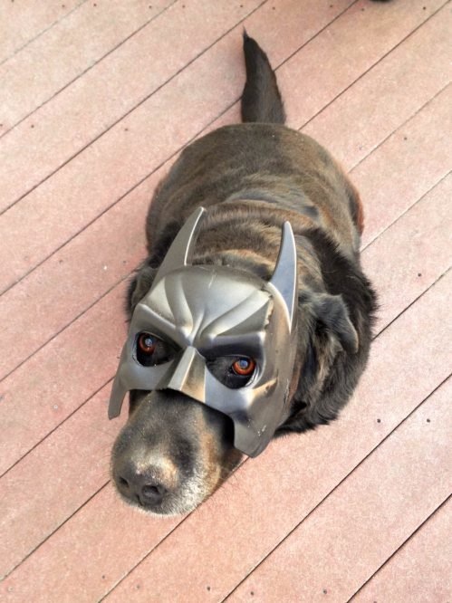 I+am+coming+for+you+bane..