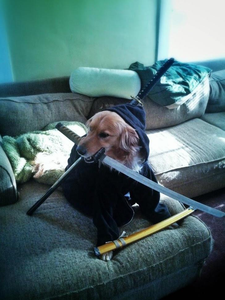 While+you%26%238217%3Bve+been+begging+for+treats+he+was+studying+the+blade
