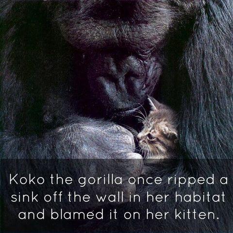 Koko+the+gorilla