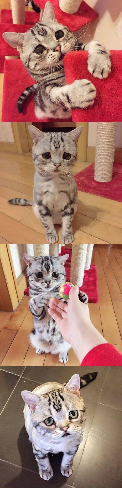 This+cat+always+looks+sad