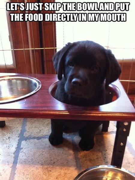 Let%26%238217%3Bs+Just+Skip+The+Bowl+And+Put+The+Food+Directly