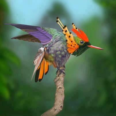 Coquette+hummingbird