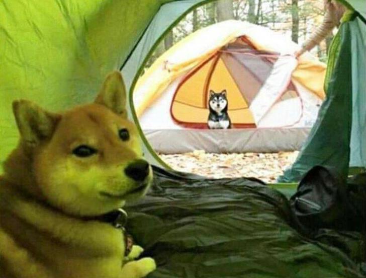 An+in+tents+stare+down