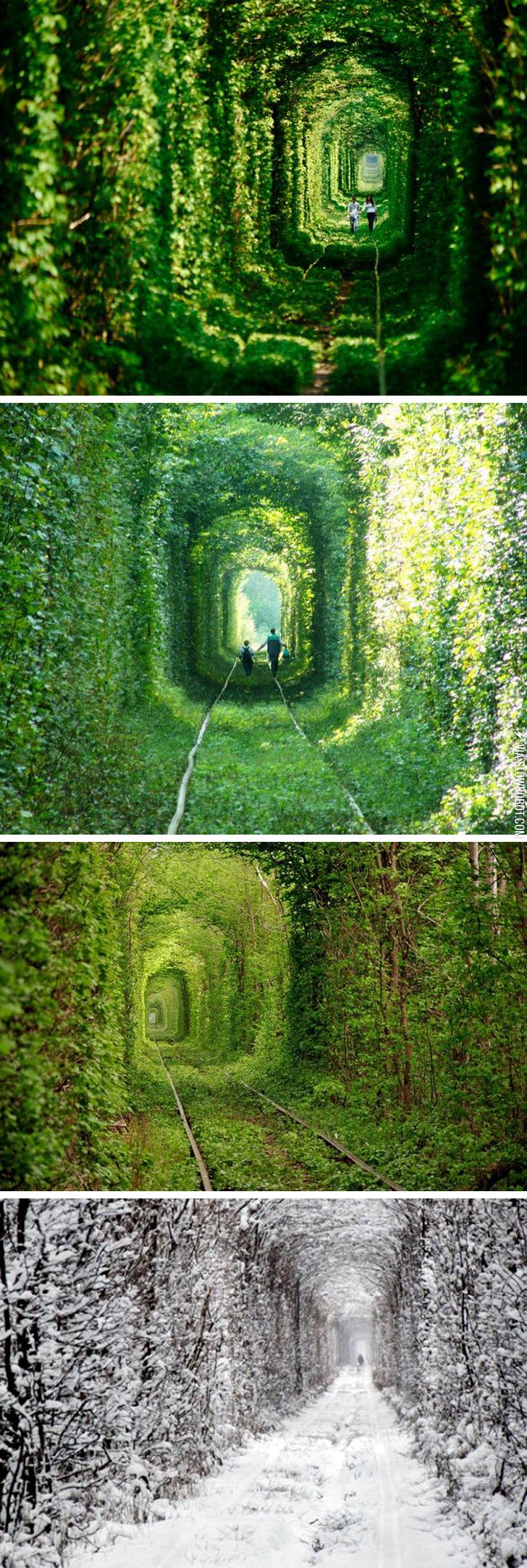 The+Tunnel+of+Love+in+Kleven%2C+Ukraine.