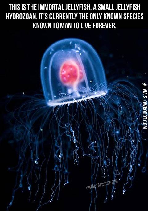 What+immortality+looks+like.