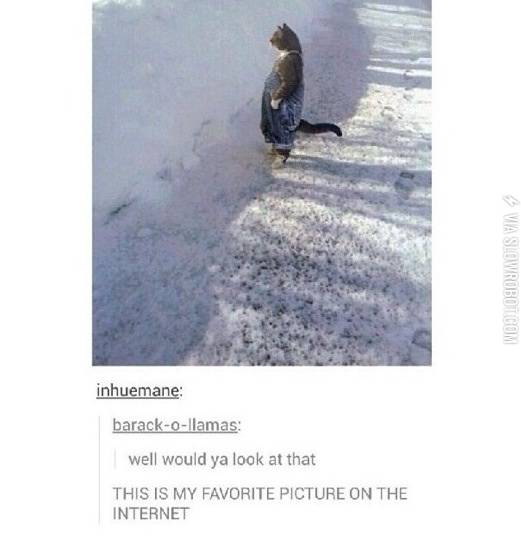 My+favorite+picture+on+the+Internet.
