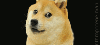 infinidoge