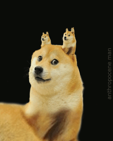 infinidoge