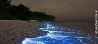 Bioluminescent+Phytoplankton.
