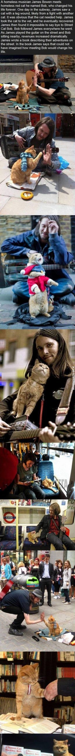 A+street+cat+named+Bob.