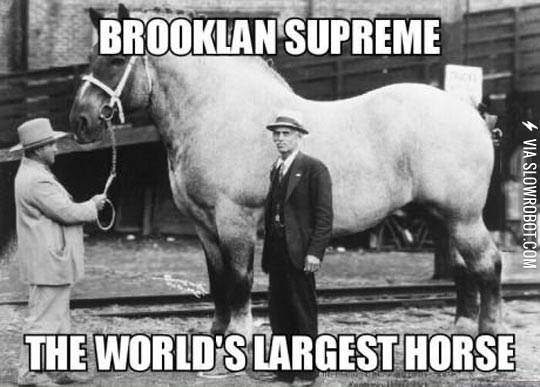 The+world%26%238217%3Bs+largest+horse