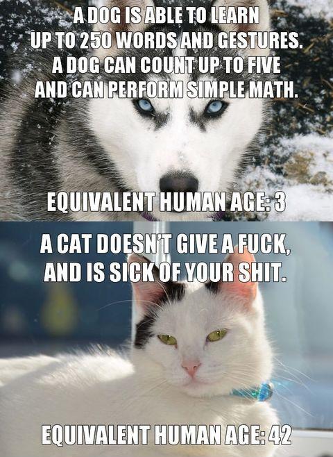 Cats+vs.+Dogs