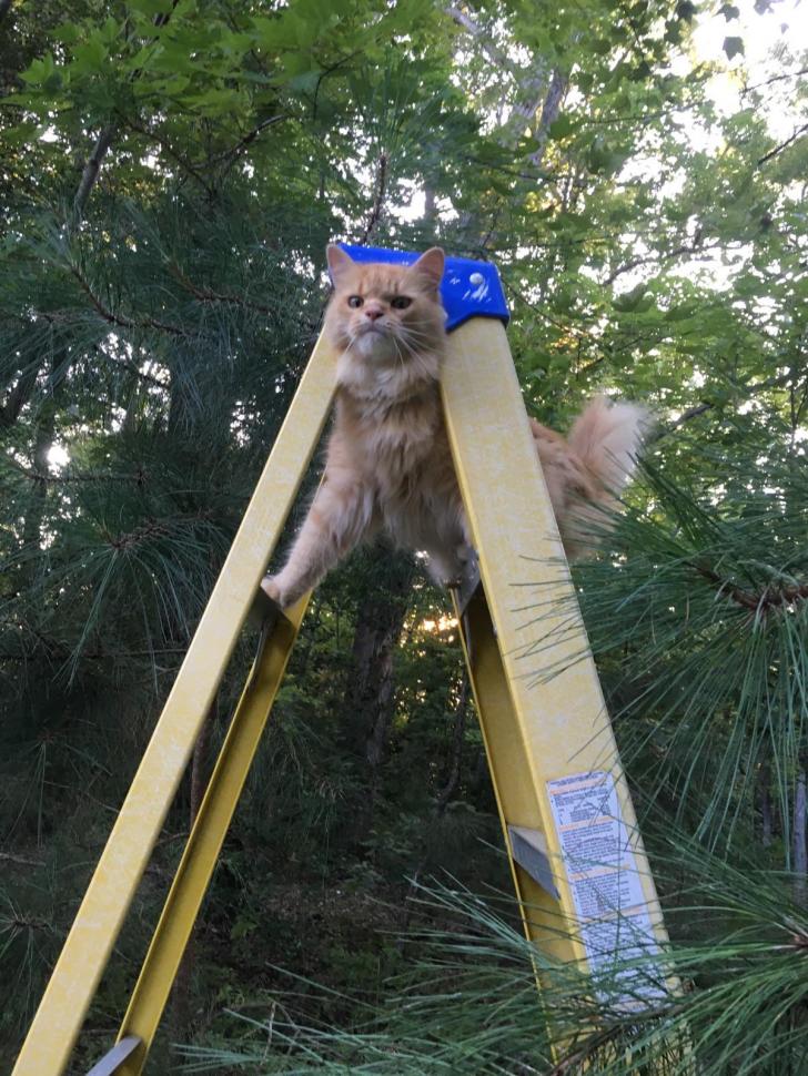 My+dad%26%238217%3Bs+cat+is+odd.