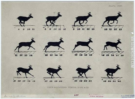 The+galloping+reindeer.