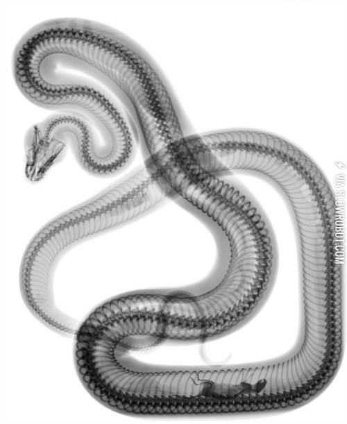 An+x-ray+of+a+snake.