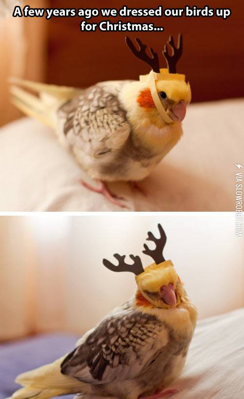 Polly+was+a+reindeer.