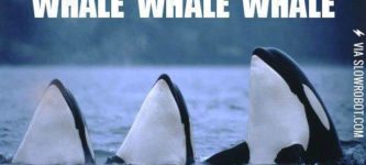 Whale%2C+whale%2C+whale%26%238230%3B