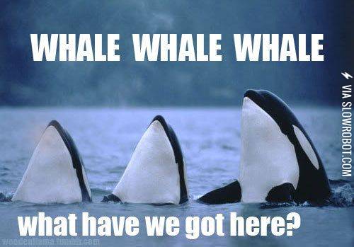 Whale%2C+whale%2C+whale%26%238230%3B