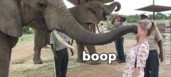 Boop