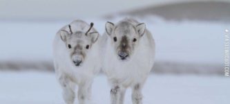 Baby+Reindeer