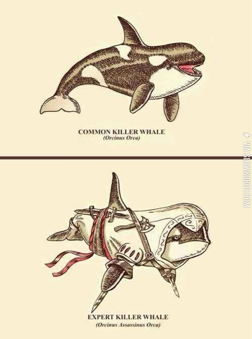 Deadly+killer+whales