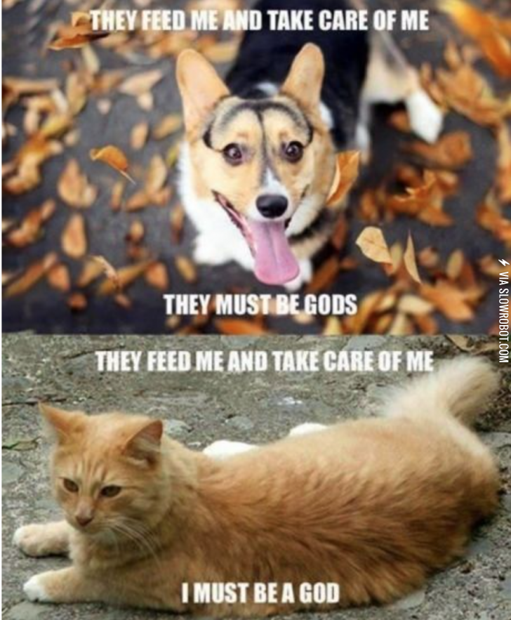 Dogs+vs.+cats.