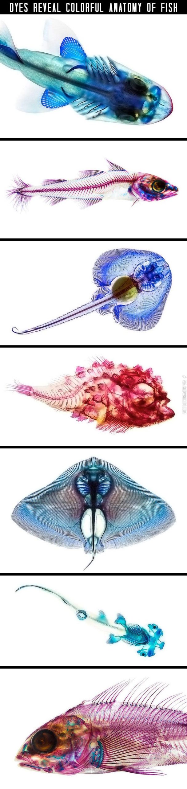 Anatomy+of+fish.