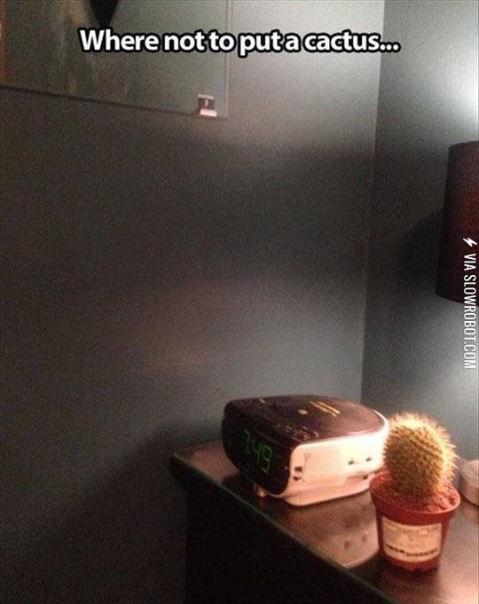 Where+not+to+put+a+cactus