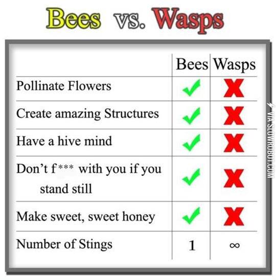 Bees+vs.+wasps.