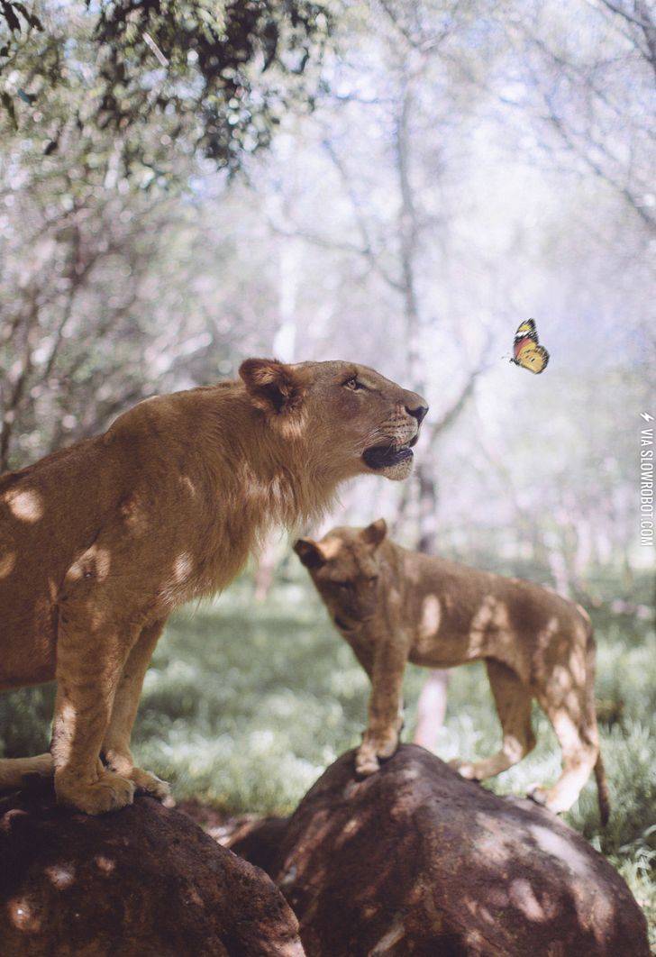 Lion+%26amp%3B+Butterfly