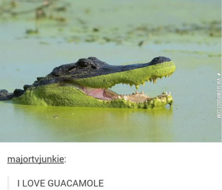 Avocado+is+love.+Avocado+is+life.