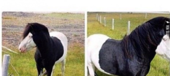 Emo+horse.