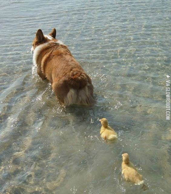 Following+their+Corgi